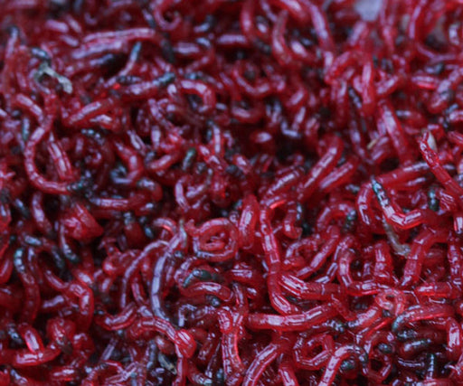 Marine Nutrition FROZEN Bloodworm 1KG